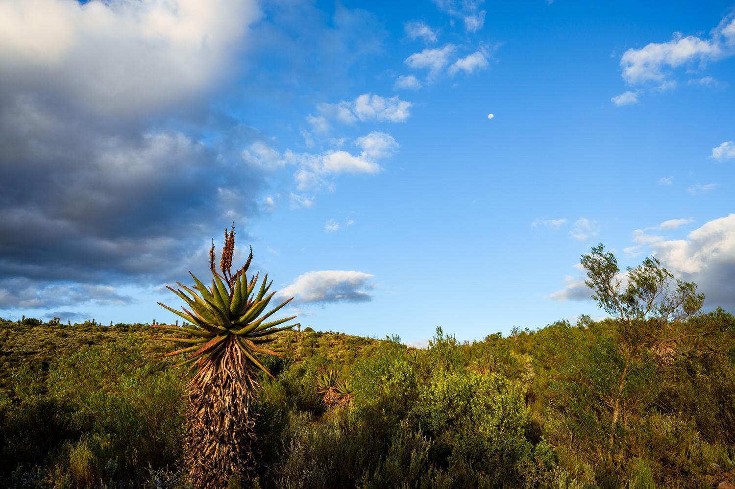 Bed and Breakfast Le Petit Karoo Ranch Oudtshoorn Exterior foto
